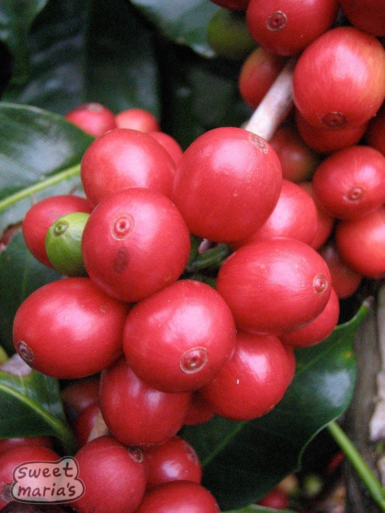 Hawaii Coffee Cherry