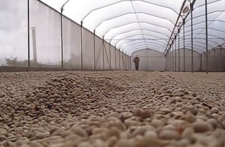 Raking coffee Costa Rica