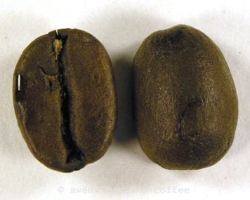 Single Coffee Bean Roast Image - Degree of Roast