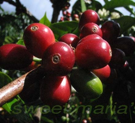 ripe coffee cherry, hacienda la esmeralda, jaramillo plot, gesha cultivar - pic by tom jan 2006