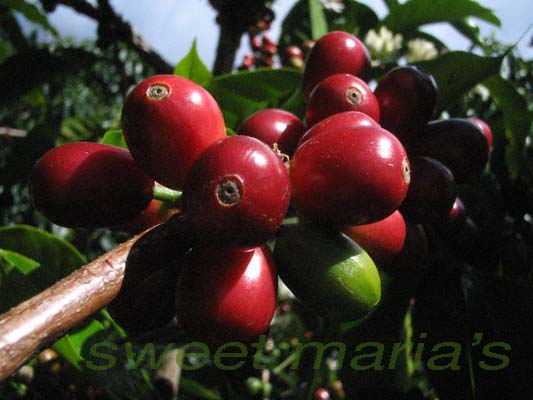 ripe coffee cherry, hacienda la esmeralda, jaramillo plot, gesha cultivar - pic by tom jan 2006