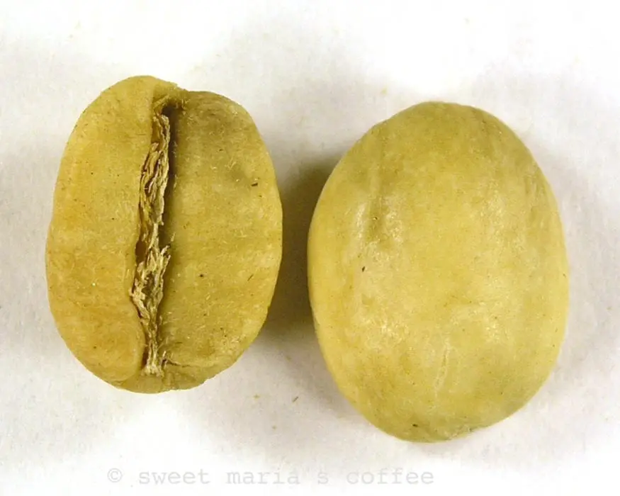327 degrees F - Coffee bean macro image yellowing stage of roasting