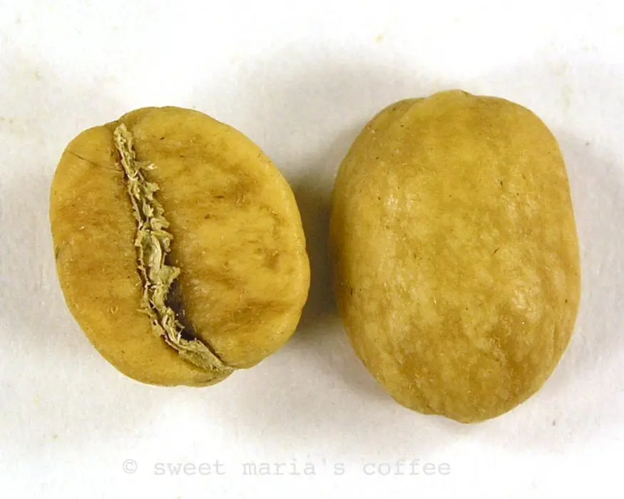 345 degrees F - Coffee bean macro image yellowing stage of roasting