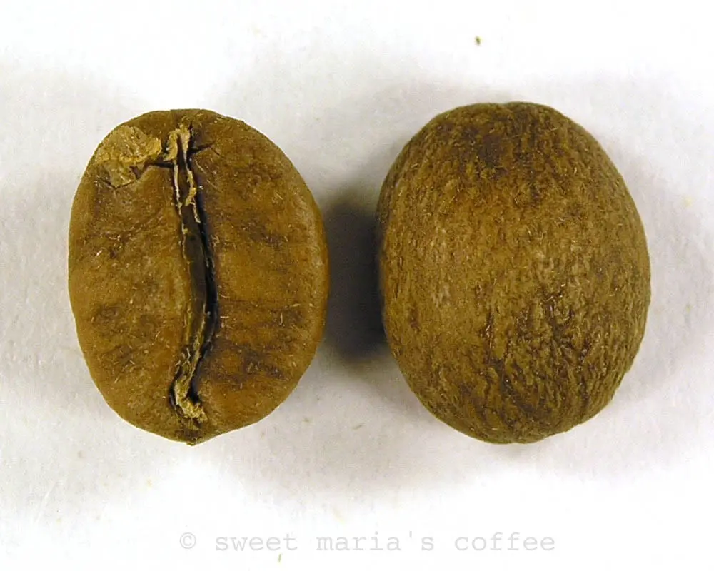 Start of First Crack - 401 degrees F - Coffee bean macro image during roasting