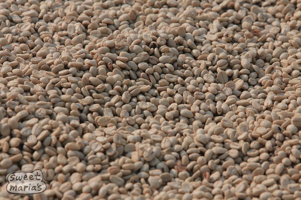 Parchment coffee on the drying beds Tanzania