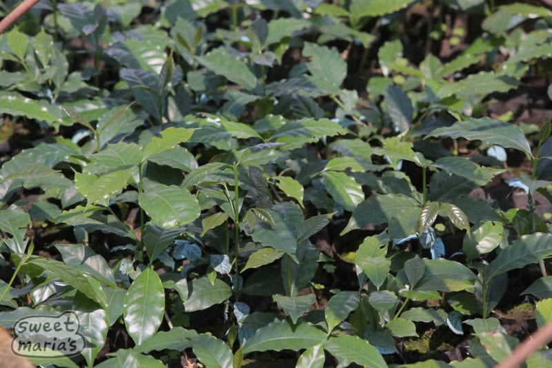 Kanji Lali Estate, propagating n39a - mbozi compact