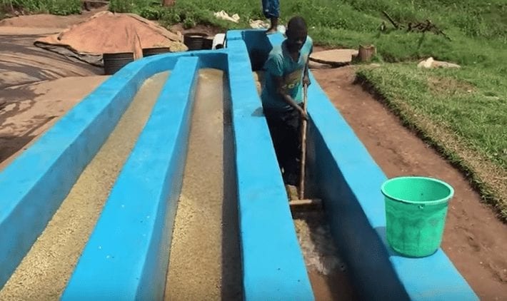 African Video Trio: Rwanda and Burundi Coffee Processing