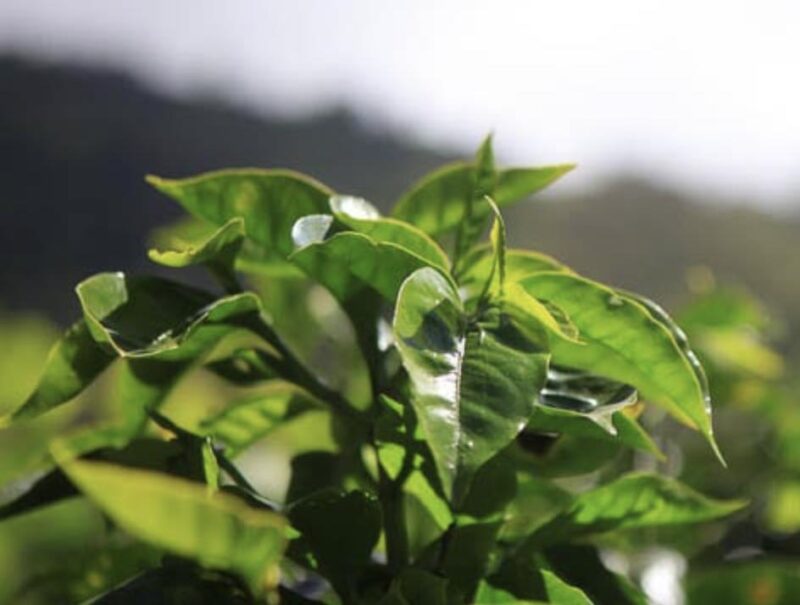 Costa Rica Coffee Areas 2012