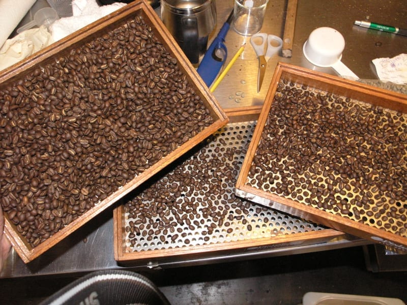 Kenya Coffee Grades: Exploring the Coffee Grading System