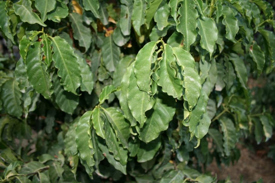 IMG 0686