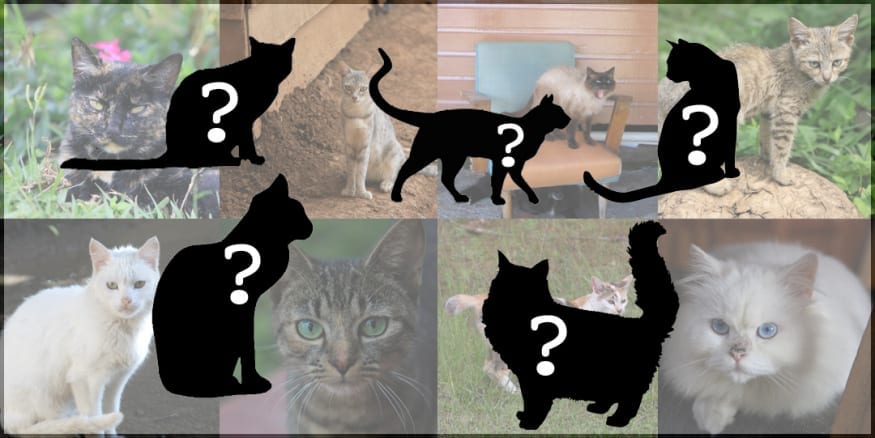 cats