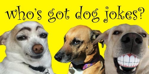 dogjokes