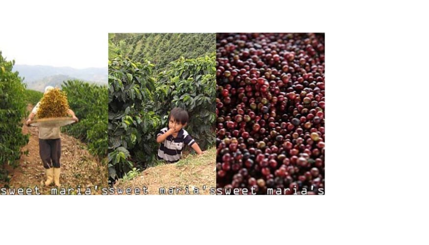 new coffee template 3 thumbs 1