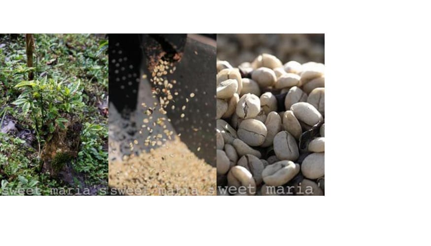 new coffee template 3 thumbs 14