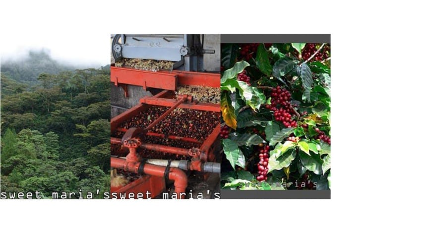 new coffees 16
