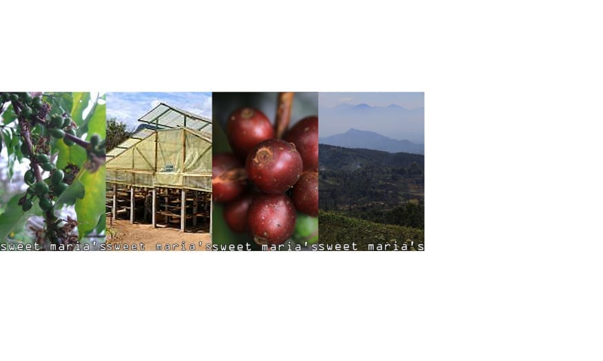 new coffees 19