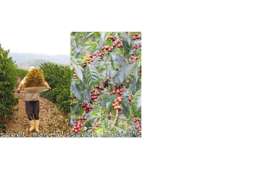 new coffees 32