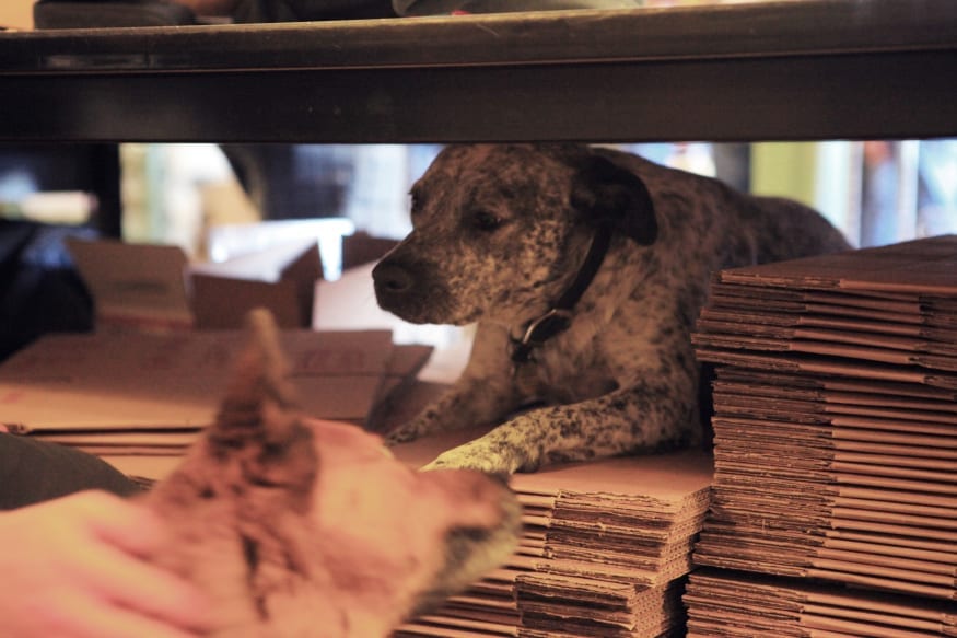 videodog