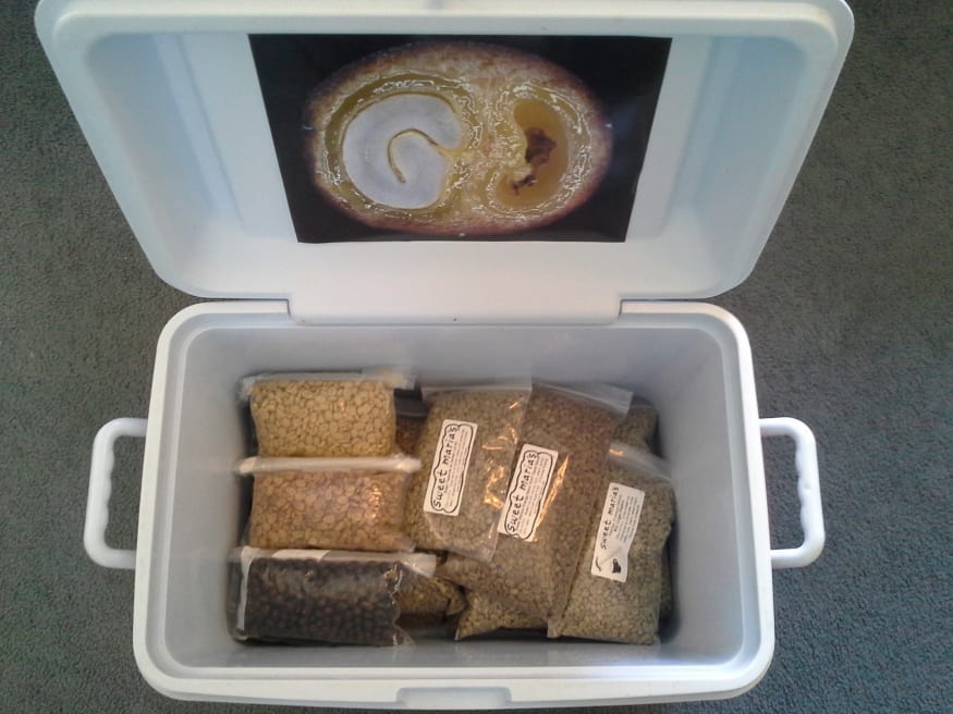 Green coffee stored in a cooler at home