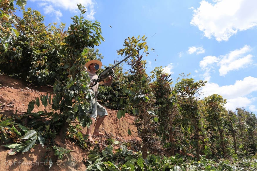 Harvesting coffee by cutting off the entire coffee tree branch, Brazil