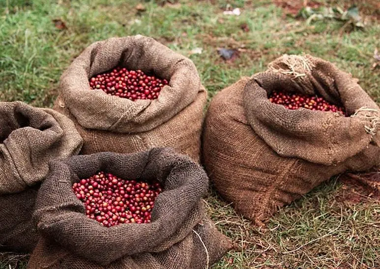 TIL the coffee bean is actually just the pit of a bright red fruit