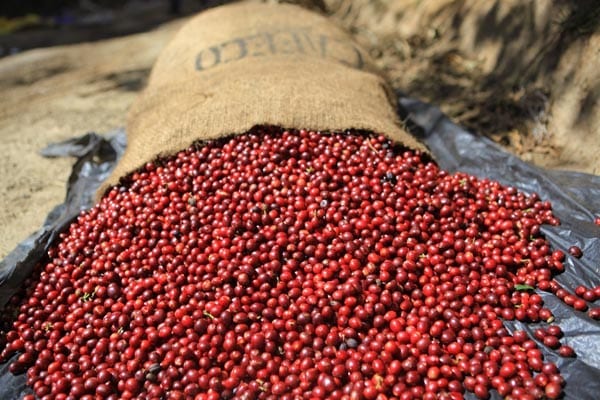 El Salvador Coffee