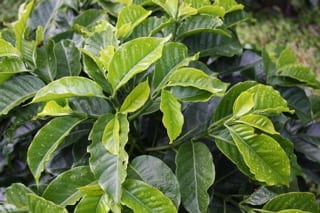 caturra coffee cultivar
