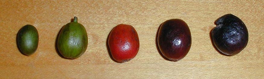 TIL the coffee bean is actually just the pit of a bright red fruit