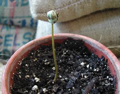Growing Coffea Arabica at Home - Sweet Maria's Coffee Library