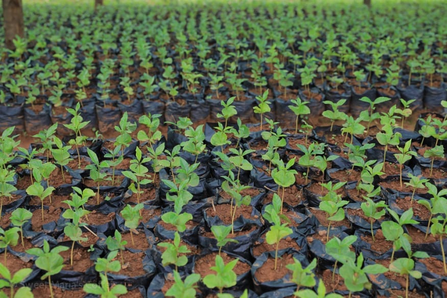 Nursery at Mubuga