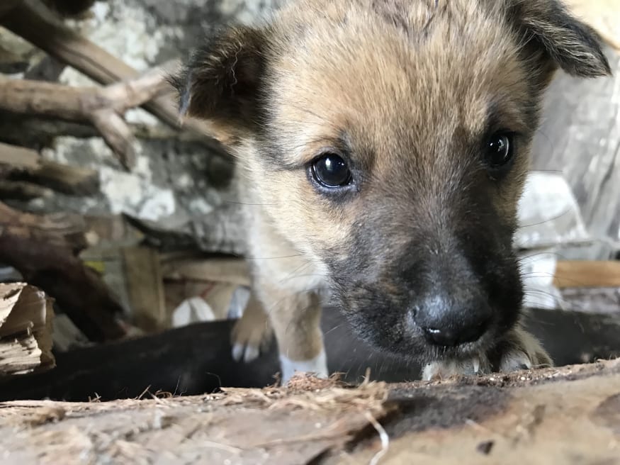 Heard a rustling under some jute bags and a pile of sticks, and out came this cute puppers!