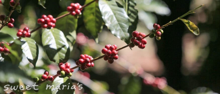 Bourbon coffee