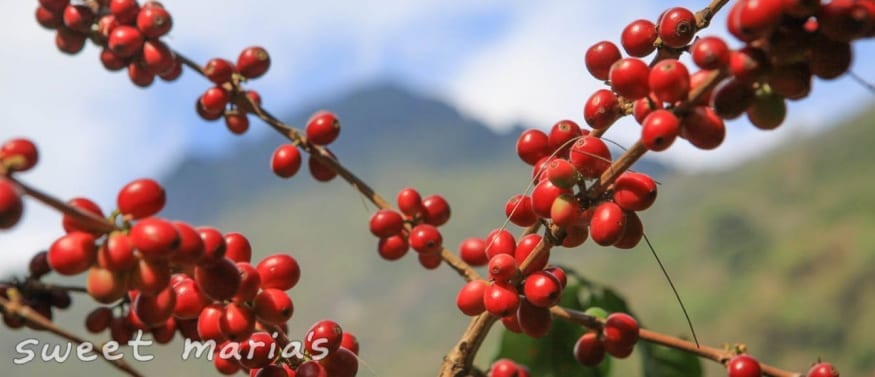 coffee cherry guatemala