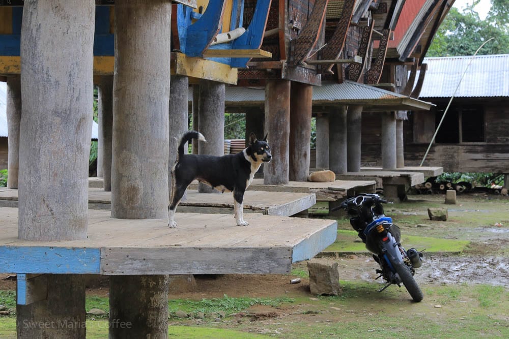 Dogs of Toraja Sulawesi Indonesia