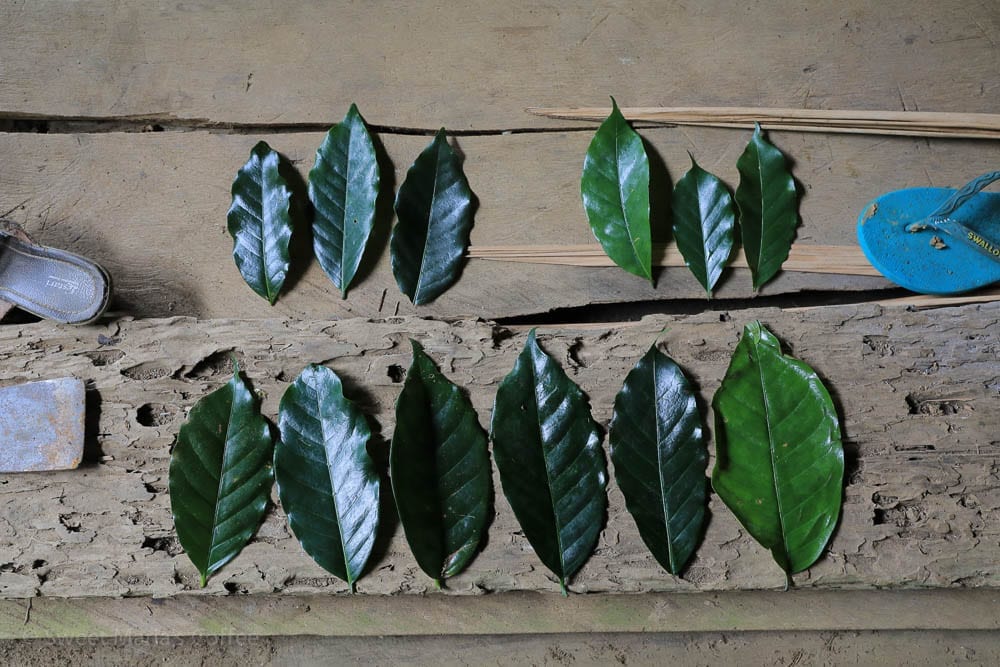 Coffee leaves Toraja Sulawesi Indonesia