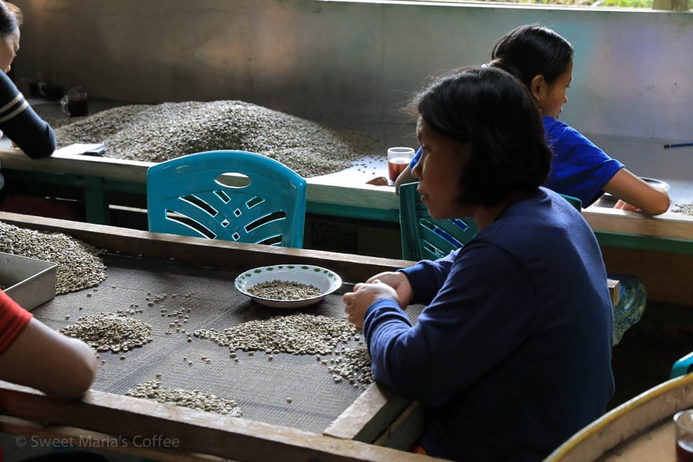 Sorting green coffee Toraja Sulawesi Indonesia beans