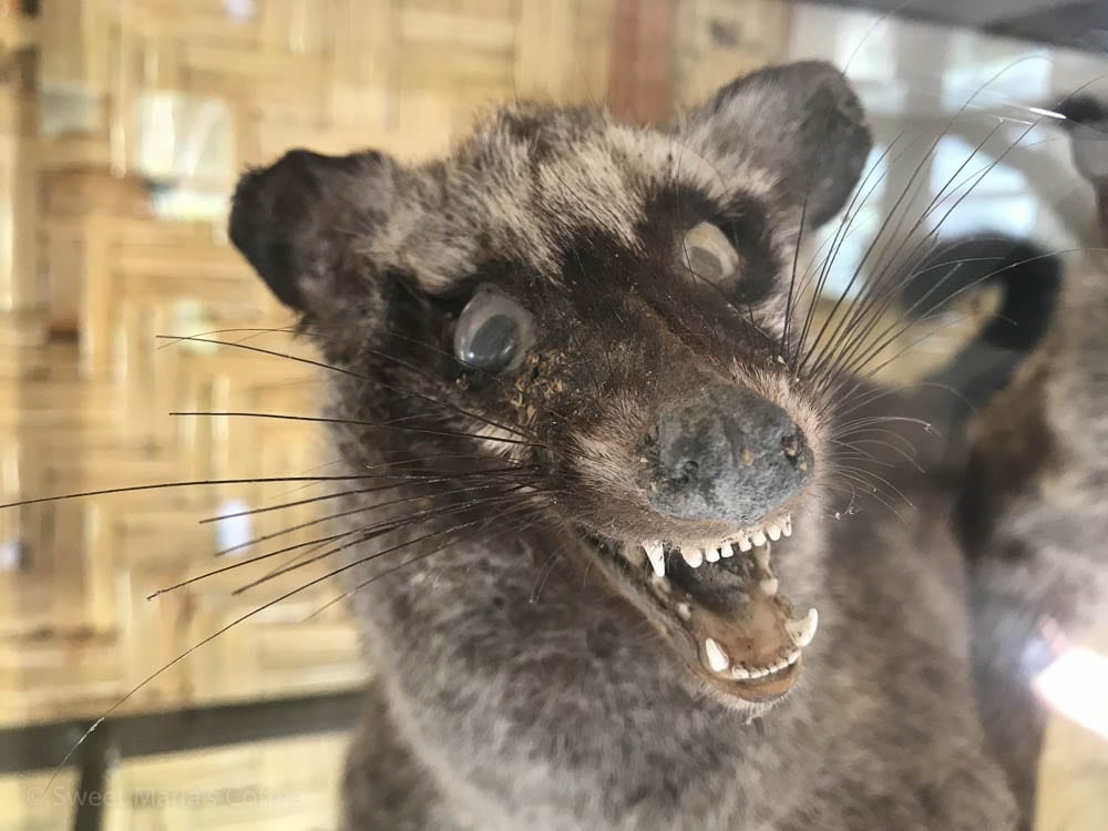 Luwak civet cat Toraja Sulawesi Indonesia