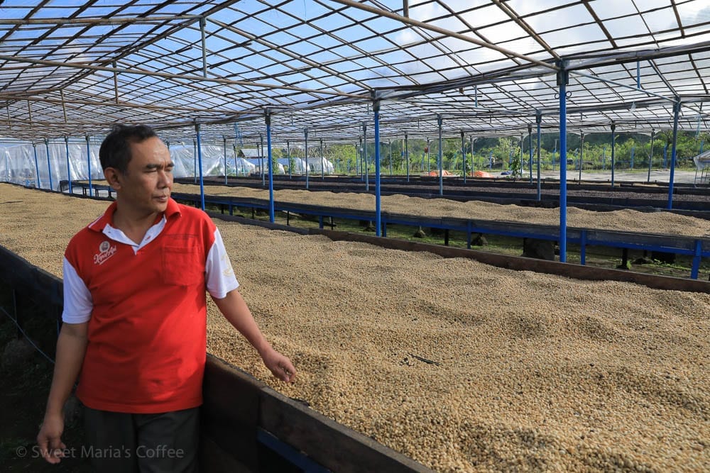 Drying coffee Toraja Sulawesi Indonesia
