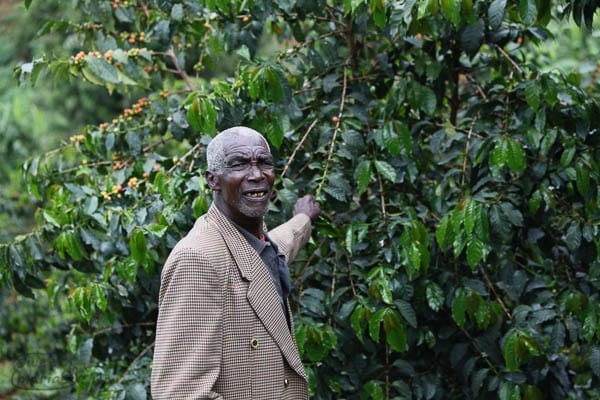 Kenya - Samuel Kabuye plot, Karagoto Mill