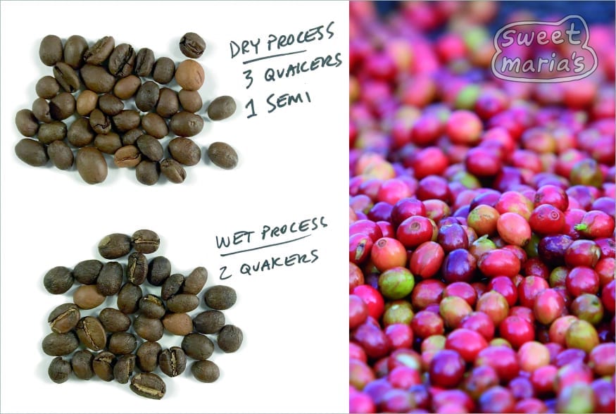 Video Dry Process Coffee & Quakers Sweet Maria's Coffee Library
