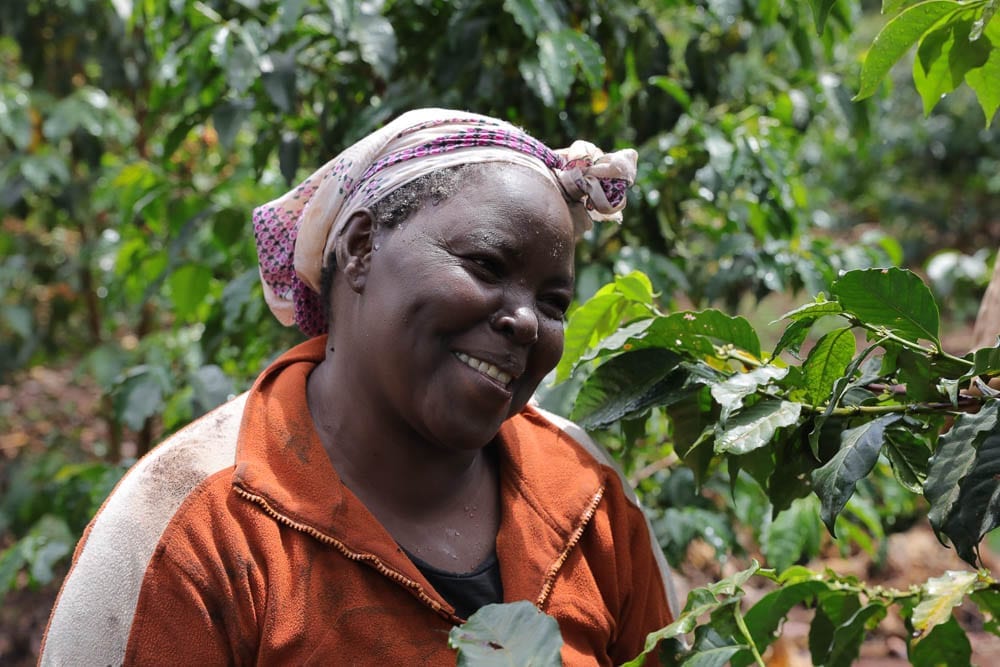 Picker of coffee at Peter Gichukuru farm