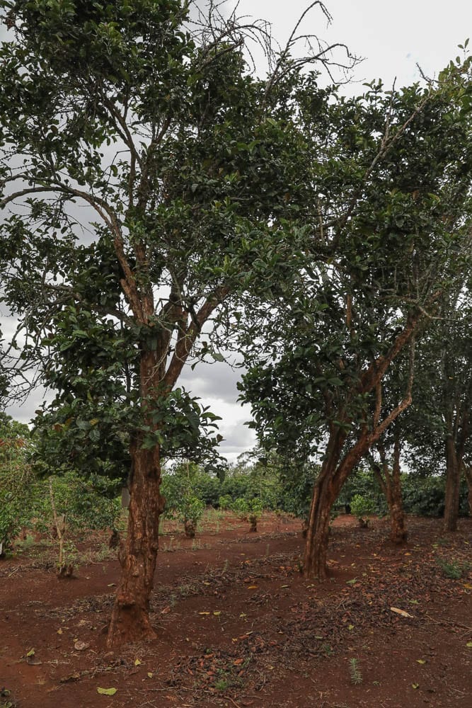 Liberica at Coffee Research Foundation farm in Ruiru