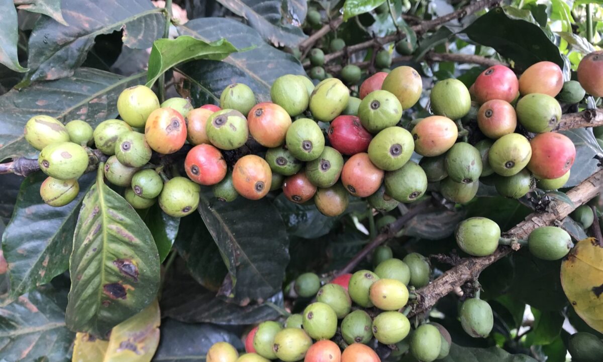 Coffee cherry getting ripe but not quite there. 