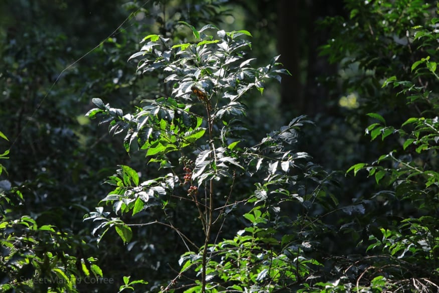 It's hard to describe how beautiful and well-managed this farm is it's organic and rain forest certified, all the varieties of coffee are separated different blocks, in the shade of the large forest trees is maintained throughout the farm. When I visit here, I feel like this is exactly how I would manage farm if I had my own. The forest is largely intact, and coffee has been planted as the understory plant, which is exactly what the coffee shrub wants to be.