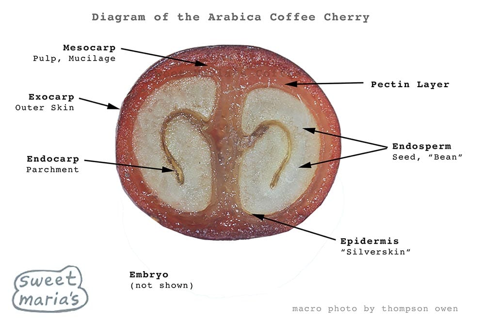 Layers of the Arabica Coffee Cherry, diagram, Sweet Marias Coffee