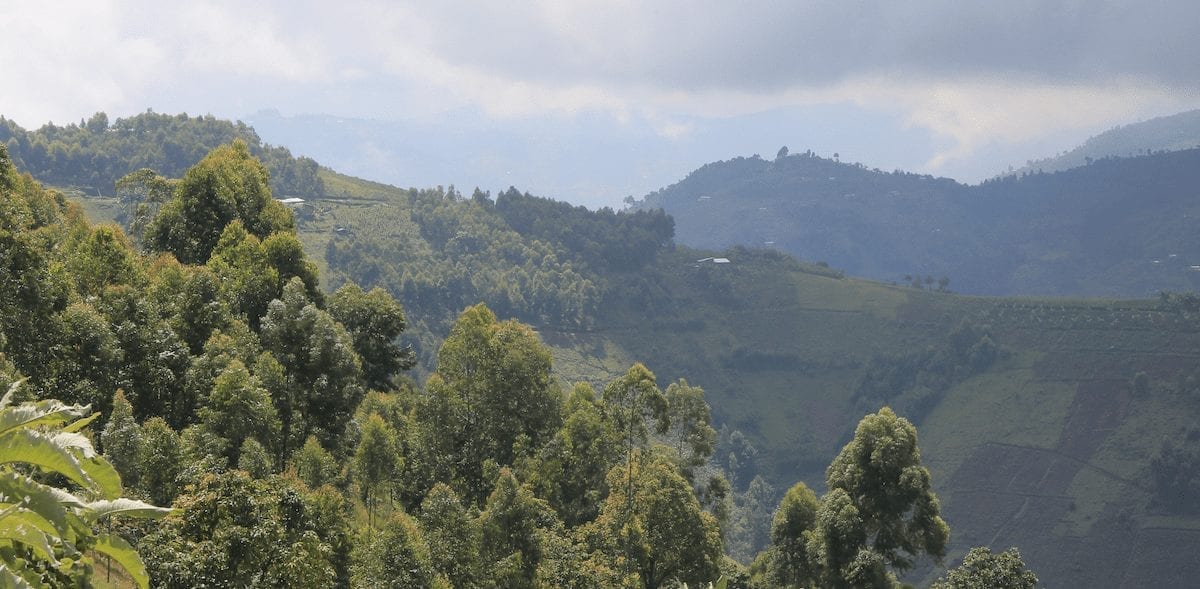 Rwanda and Burundi is Undervalued Among East African Coffee Sources