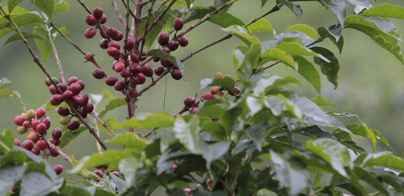 Rwanda coffee, as well as Burundi, tends to be old Bourbon type varieties