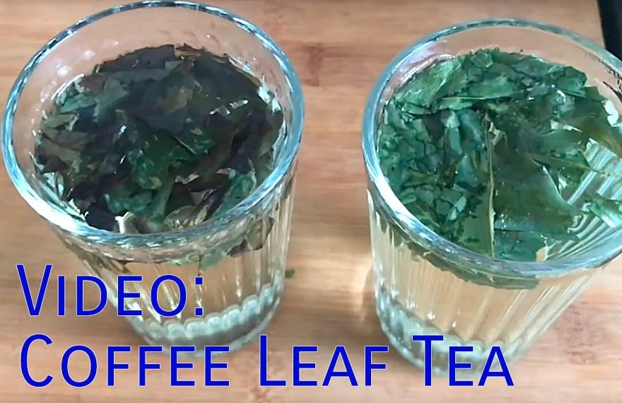 Video: Coffee Leaf Tea - ቁጢ , Kuti, Keti, Koti