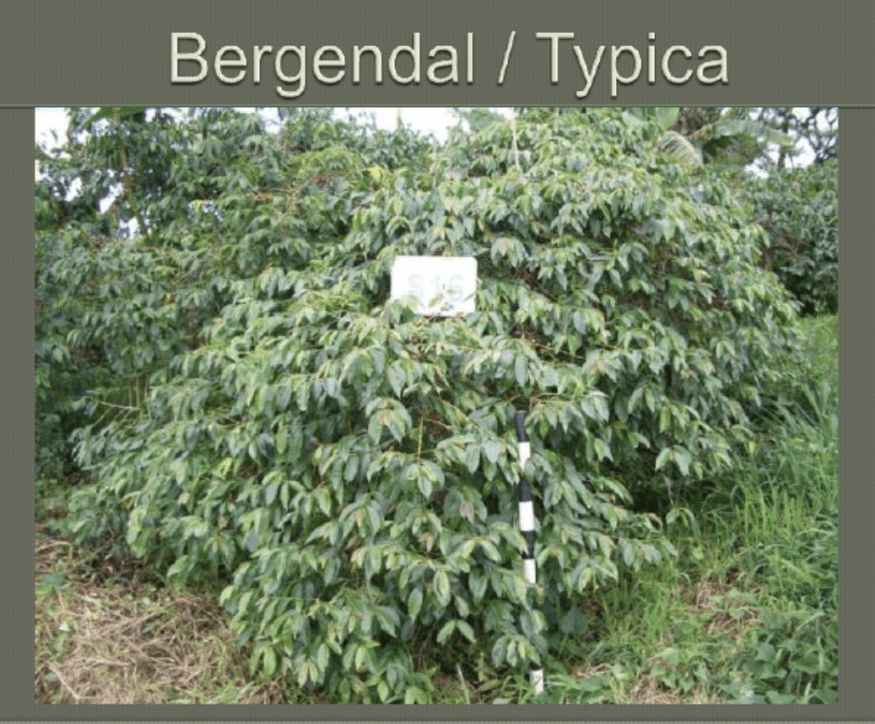 Bergendal Typica: Credit SCAAA Presentation