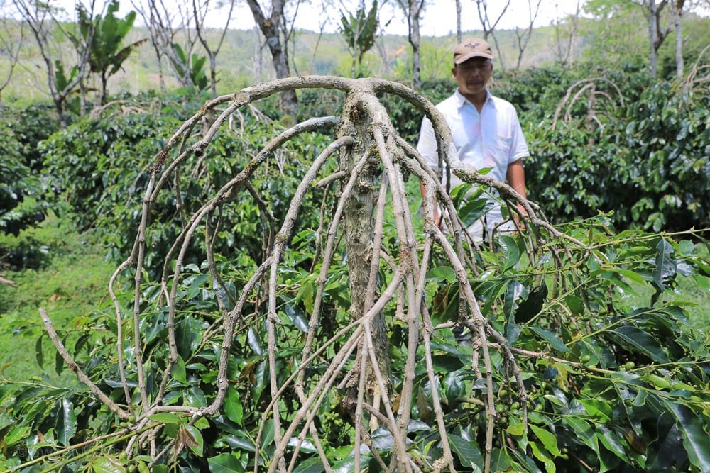 Sumatra Gayo Coffee: Stories About Aceh, With Pictures